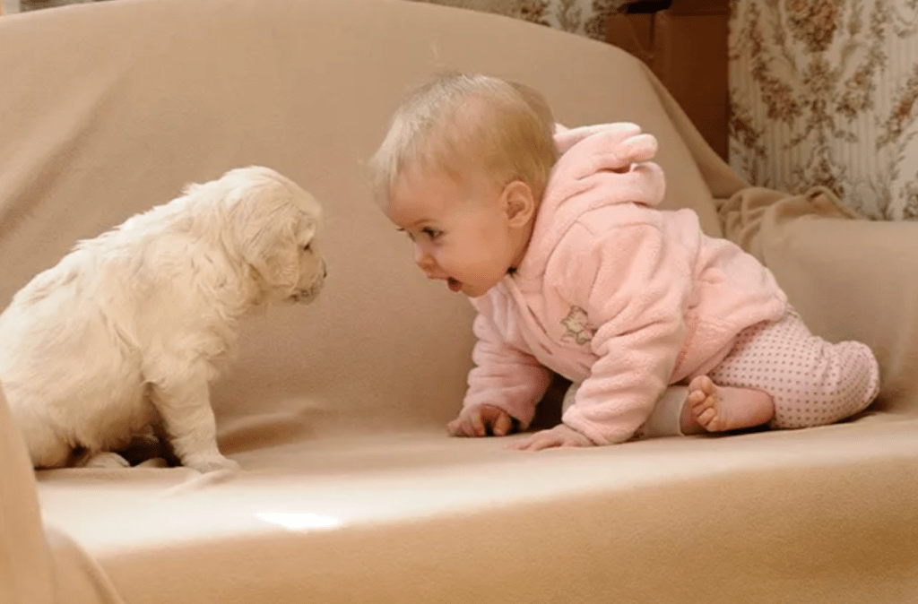 Puppy and baby